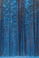 Fototapeta premium Path in the winter forest 