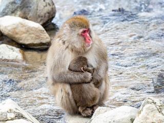 Mother Japanese snow monkey holding her baby 6