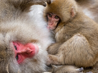 Mother Japanese snow monkey holding her baby 5