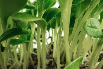 Obraz premium Young sprouts of microgreen plant close up