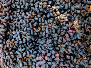 Black grapes, known for their velvety colour Vitis vinifera, grape is a fruit, botanically a berry, of the deciduous woody vines of the flowering plant genus Vitis.