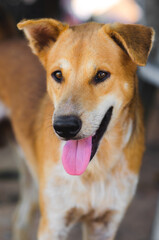 portrait of happy young brown dog at outdoor and looking some thing.