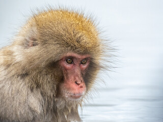 Japanese snow monkey sitting in a hot spring 3