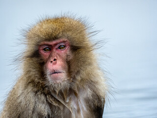 Japanese snow monkey sitting in a hot spring 4