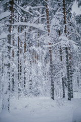 winter forest covered with white snow