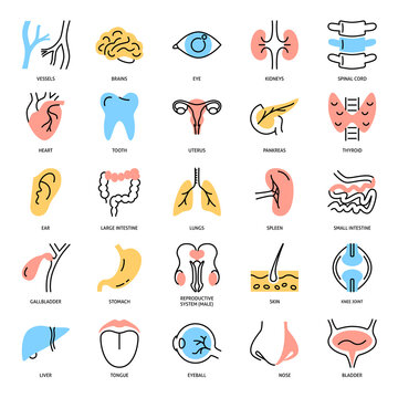 Human internal organs icon set in colored line style