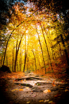 Automne dans le Parc de la Gatineau