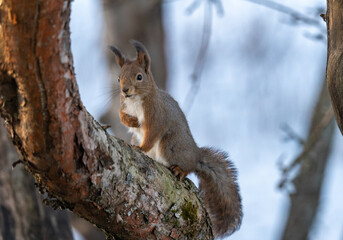 Naklejka na ściany i meble Cute little squirrel posing on a tree