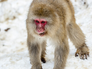 Japanese macaque snow monkey runs in snow