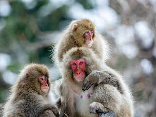 family of Japanese macaque snow monkeys together 1