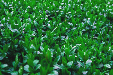 Close up of bush leaves with dew drops. Green background from wet leaves. Background for a poster about ecology.