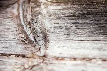 Closeup on old weathered wood