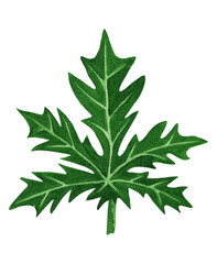 Watercolor leaf with detail veins isolated on white background. Papaya foliage. 