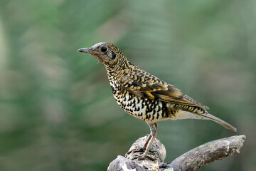 Magnificent tiger stripe bird perching on top of wooden spot expose over green leafs in natural habitation, scaly thrush