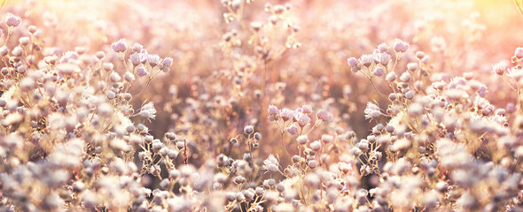 Little daisy in meadow, flowering beautiful flower in spring, sunset in flowering meadow