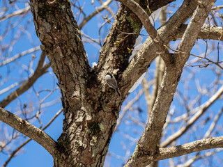 Willow tit perched in winter bare tree