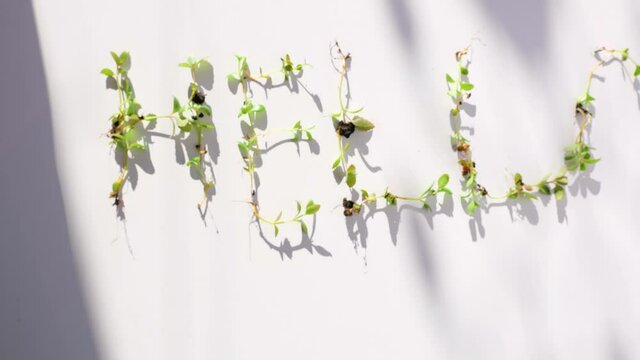 Inscription hello spring from green kalanchoe sprouts , leaves and hyacinths flowers on sunny day. Stop motion. 4K