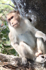 japanese macaque sitting on a tree