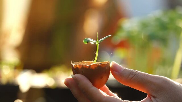 Hand holding seedling in egg shell  and pouring water.
Healthy and strong seedling growing rapidly from good soil nutrients ,water, air and light ,4K video.