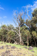 Forêt de l’île de Pâques