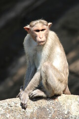 japanese macaque sitting on a stone