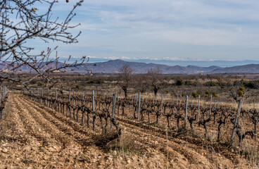 Fototapeta na wymiar vineyards in winter with almond trees and snow-capped mountains and Pyrenees in the background
