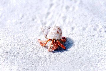 Hermit crab on a white sand beach