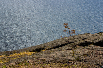 a tree growing on a rock