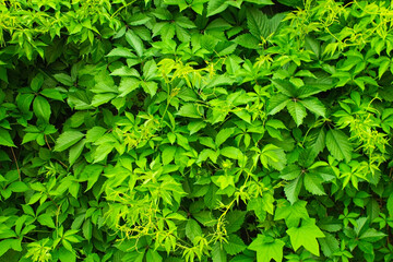 Fototapeta na wymiar green summer wall of climbing plants hame garden