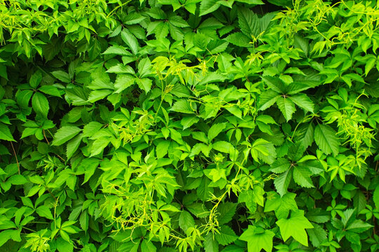 green summer wall of climbing plants hame garden