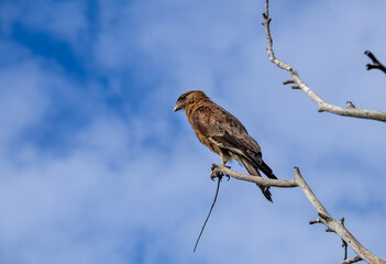 Rapace à l'île de Pâques