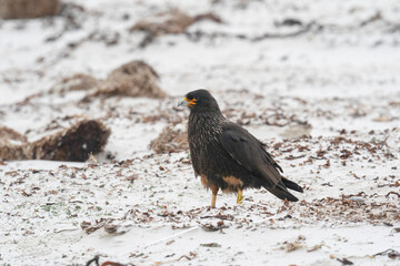 The Striated caracara (Phalcoboenus australis)