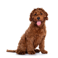 Cute red Cobberdog puppy, sitting side ways. Looking curious towards camera. isolated on white background. Tongue out.