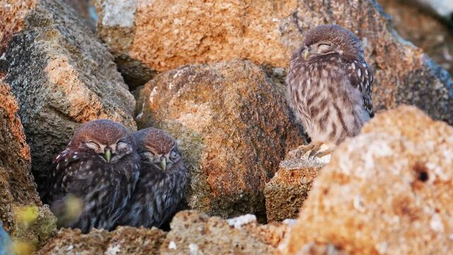 Little owl sleeps nearby near its nest Athene noctua