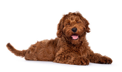 Cute red Cobberdog puppy, laying down side ways. Head turned towards camera. Isolated on white background. Eyes shut and tongue out.