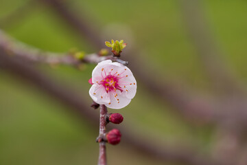 apricot blossom
