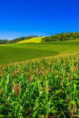 Fototapeta na wymiar corn planting, agriculture and development