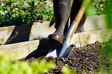 Woman gardening in the garden while digging a bed with spade on a sunny spring day