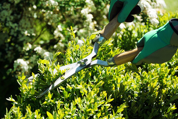 Woman gardening in the garden pruning hedge with hedge trimmer on a sunny summer day - 417647019
