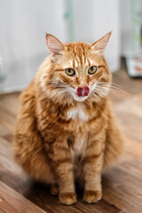 Naklejka na ściany i meble Charming fat fluffy fiery red charismatic cat looks out with his tongue out and licks his lips