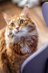 Charming fat fluffy fiery red cat looks away