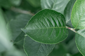Beautiful ecological background of lush green foliage