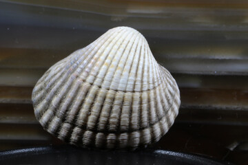 Muschel