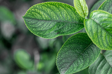 Fototapeta premium Beautiful ecological background of lush green foliage