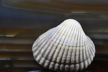 Muschel