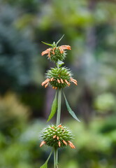 Blooming orange flowers close-up on a background of greenery in Sri Lanka