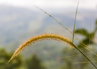 Inflorescence with dew drops close-up on the background of greenery in Sri Lanka