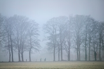 two people jogging between oak trees in morning fog near Doorn on Utrechtse Heuvelrug