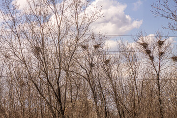 there are many birds ' nests on the bare autumn trees