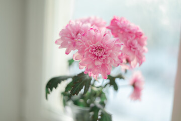 Bouquet branch of pink chrysanthemum on windowsill white light background. Spring mood and springtime concept